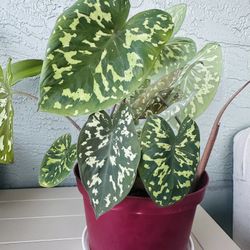 Stunning Caladium ’Hilo Beauty’
