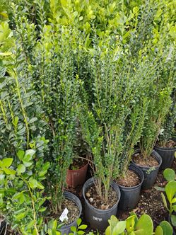 Sky pencil Hedges 3ft $35