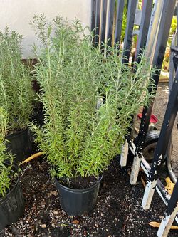 Rosemary in 3 gls pot. SPECIAL PRICE 🤩