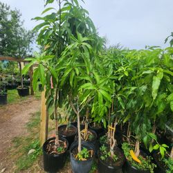 Mango Carrie Glenn Ingertados De 3gallones 6pies De Alto 