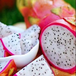 Red White Dragon Fruit 1 Gallon Seedling Plant