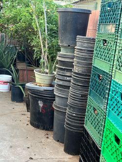 A lot of plants buckets