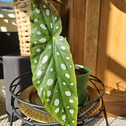 Angel Wing Begonia (green pot-D)