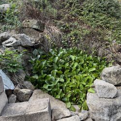 Free Pond Plants (hyacinth)