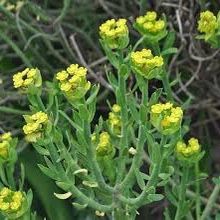 Big Succulent Euphorbia 