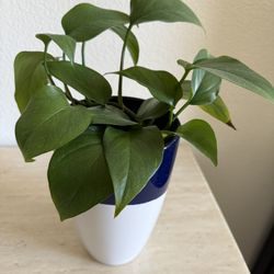 Pothos Plant