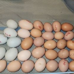 Fresh Eggs 🥚 