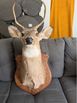 Vintage taxidermy deer head mount