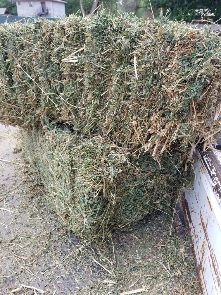 Hay/alfalfa mix bales