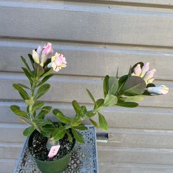 6” desert rose