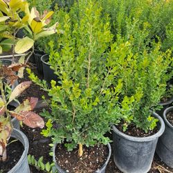Boxwood