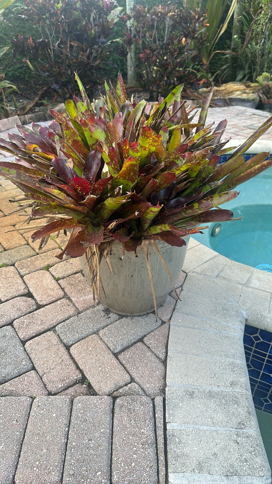 Various Pots And Plants And Concrete Table Set