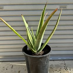 Aloe Vera Plants
