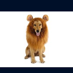 Dog Lion Costume In Euc Size Medium/large Dogs 23to 30 Inches 