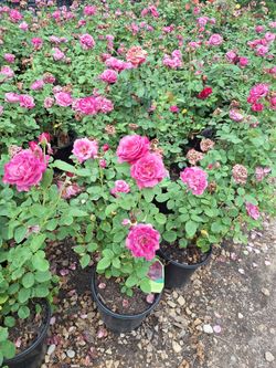 Roses