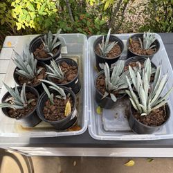 1 Gallon Black Tip Agave Cactus $5 Each  Plant 