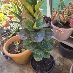 Ficus Fiddle Leaf Plant