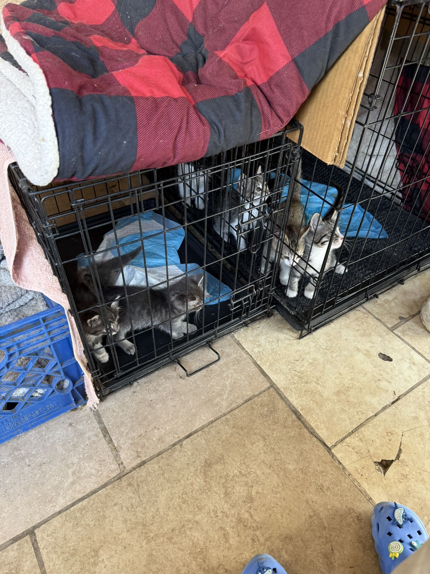 Free kitties