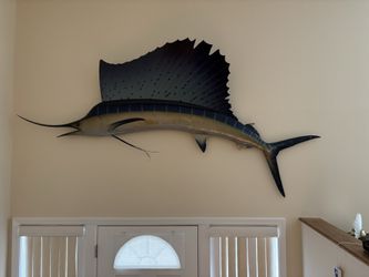 Mounted sail fish 6’ long