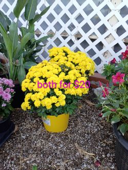 Flowers