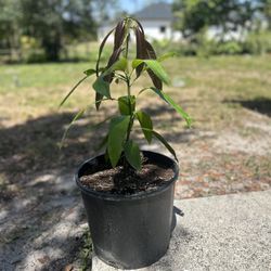 Mango Tree Plant (Haitian Francis)
