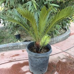 Gorgeous Sago Palm For Sale