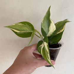 Beautiful Philodendron Rio Sport Plant