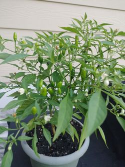 Chinese Pepper Plant UPDATED PHOTOS