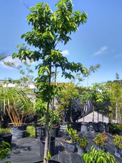 Soursop tree