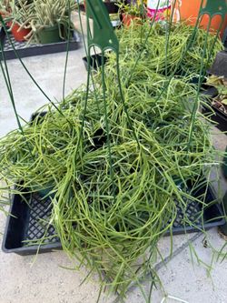 Hoya linearis