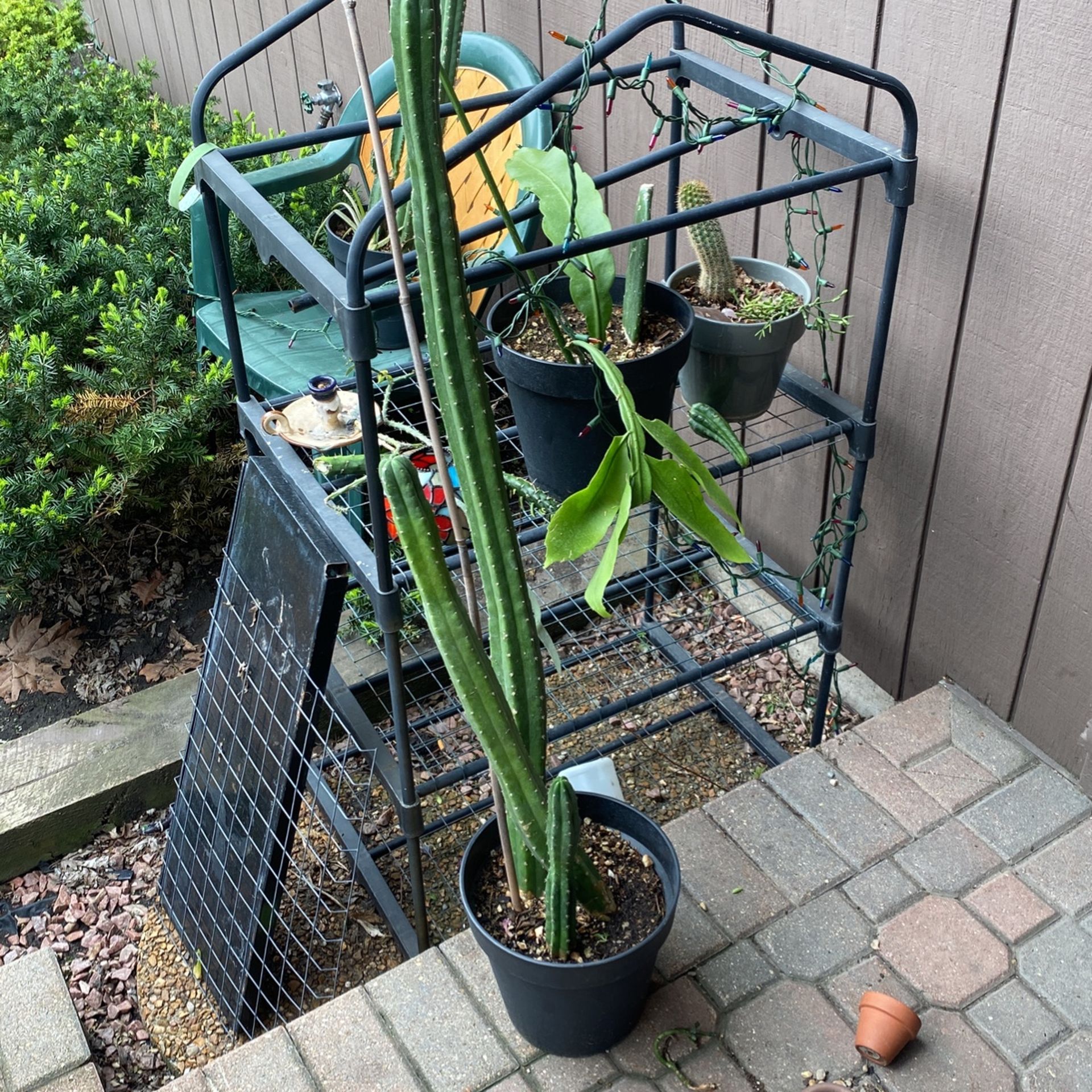 Mini greenhouse