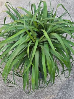 Ponytail palm live plants
