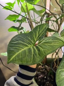 Syngonium In Terra Cora Pot