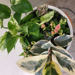 Plant Arrangements