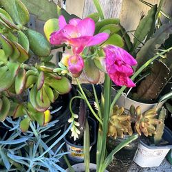 SALE sale plants on Altadena