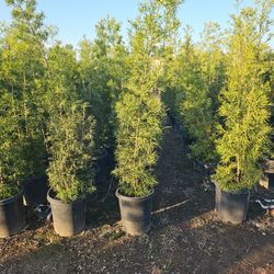 Podocarpus Gracilior 6 FT 15 G