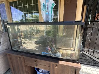 Fish Tank