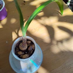 Red Amaryllis Plant 