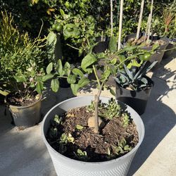 Meyer Lemon Tree 