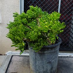 Crassula Ovata Jade Plant 