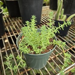 Goldmoss Sedum 🪴succulent 