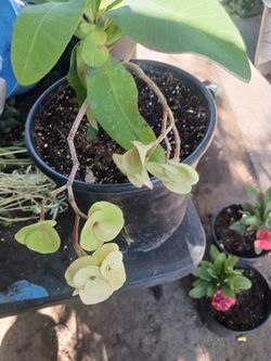 Corona De Cristo  Flor Grande  Color Amarillo