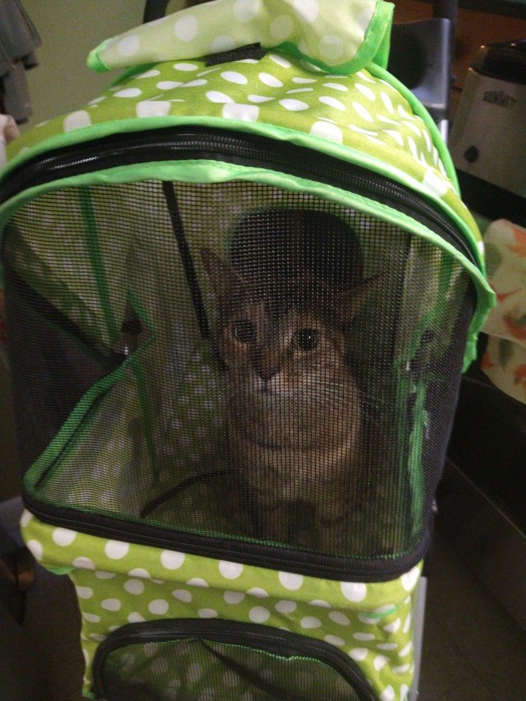 Companion Stroller(For Small Dogs, Puppies, Or Cats 