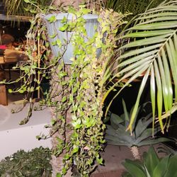 Hunging Plant