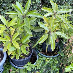 Plant In A Pot Decorative 