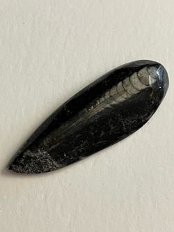 Miniature Orthoceras FOSSIL Collectible