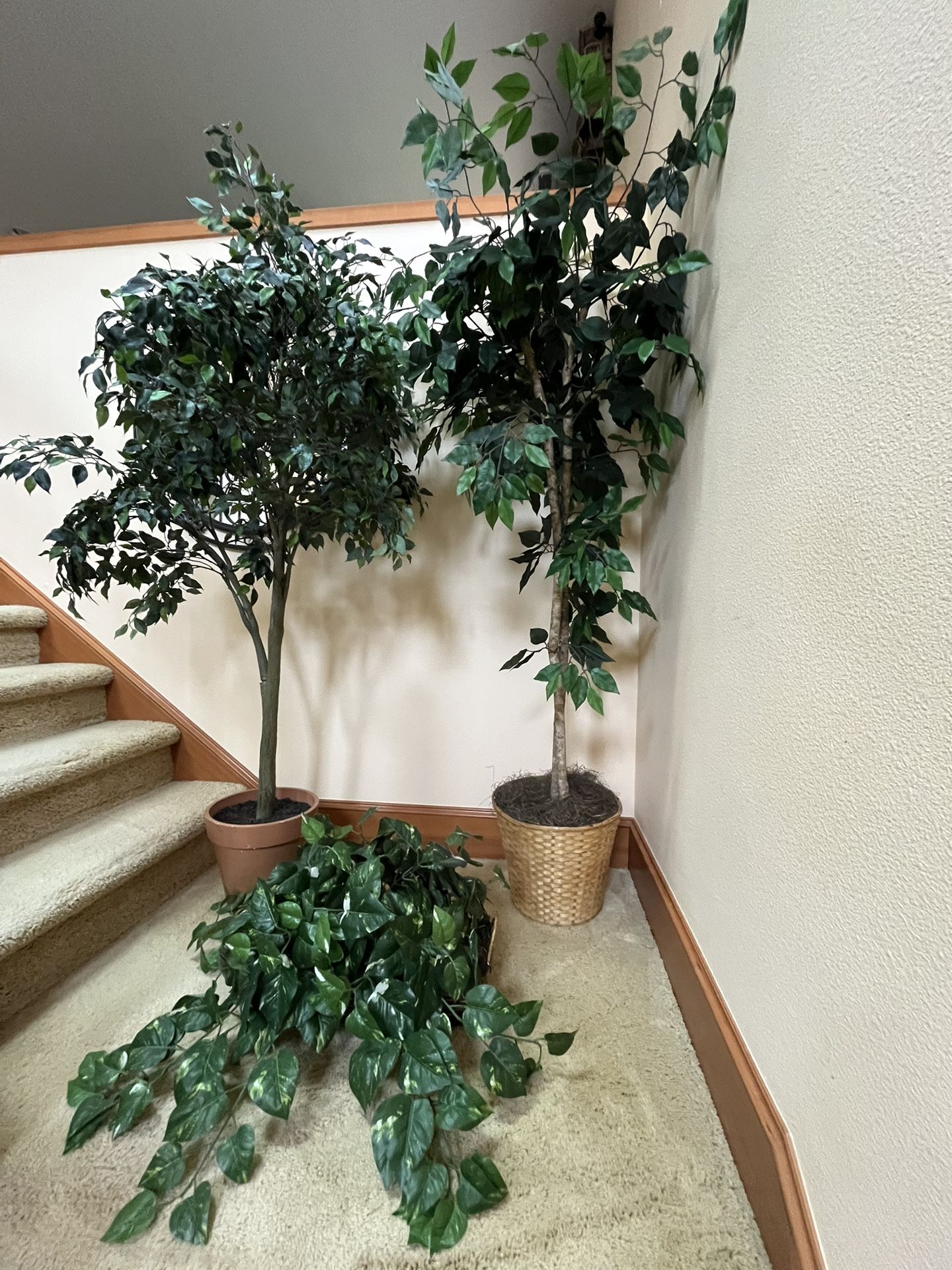 2 Ficus Trees And Greenery Plant