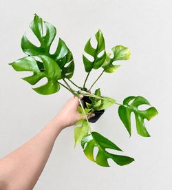 Mini Monstera Rhaphidophora Tetrasperma