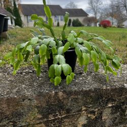 Seasonal Blooming Cactus