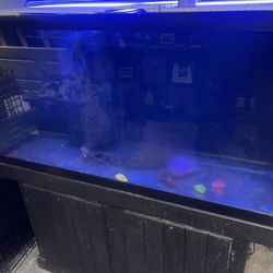 90 Gallon Reef Ready Aquarium 